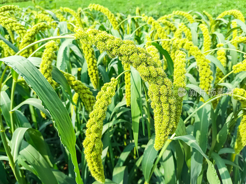 The thriving millet 繁盛するキビ